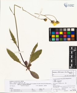 Hieracium x dollineri Sch. - Bip.