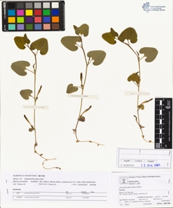 Aristolochia lutea Desf.