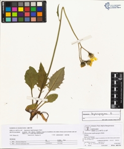 Hieracium tephropogon Zahn