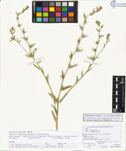 Buglossoides arvens¿s (L.) I. M. Johnst. subsp. arvens¿s