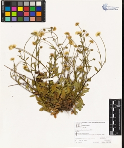 Bromus commutatus Schrader