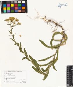 Biscutella cichoriifolia Loisel.