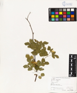 Rubus caes¿us L.