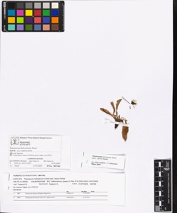 Taraxacum helveticum Soest