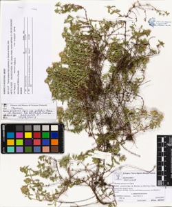 Thymus praecox Opiz subsp. polytrichus (A. Kerner ex Borbas) Jalas