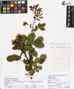 Rosa canina L. sensu Bouleng. var canina