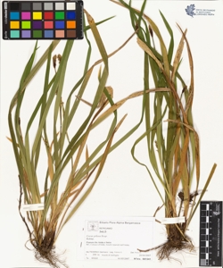 Carex pilosa Scop.