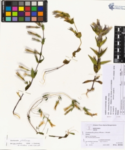 Gentianella pilosa (Wettst.) Holub.