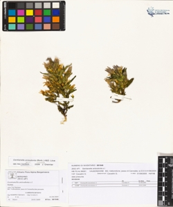 Gentianella anisodonta (Borb¿s) L¿ve