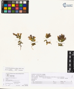 Gentianella anisodonta (Borb¿s) L¿ve