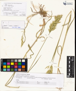 Bromus hordeaceus L. subsp. hordeaceus