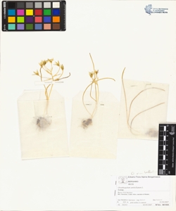 Ornithogalum umbellatum L.