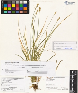 Carex pairaei F. Schultz