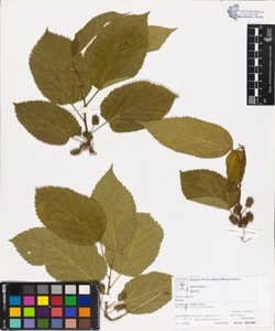 Morus alba L.