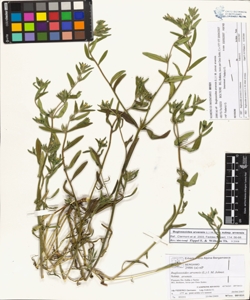 Buglossoides arvens¿s (L.) I. M. Johnst. subsp. arvens¿s
