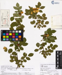 Rosa canina L. sensu Bouleng. var squarrosa Rau