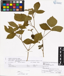 Rubi suberectigeni (Ser.)