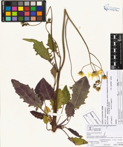 Hieracium murorum L.