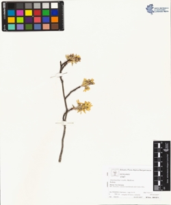 Amelanchier ovalis Medicus