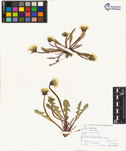 Taraxacum officinale (Aggr.)