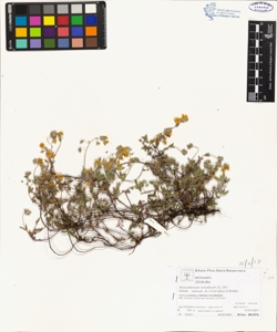Helianthemum oelandicum (L.) DC. subsp. italicum (L.) Font-Quer et Rothm.