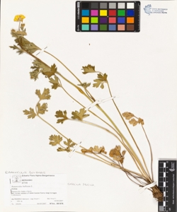 Ranunculus bulbosus L.