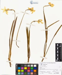 Narcissus po¿ticus L.