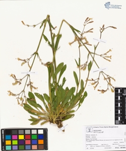 s¿lene nutans L. subsp. nutans