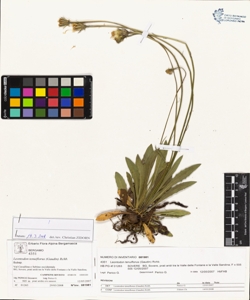 Leontodon tenuiflorus (Gaudin) Rchb.