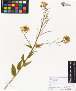 Hesperis matronalis L. subsp. matronalis