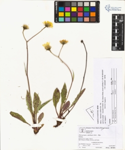 Hieracium x dollineri Sch. - Bip.