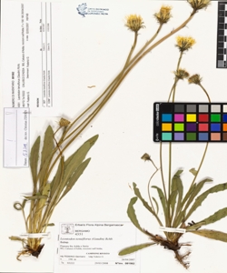 Leontodon tenuiflorus (Gaudin) Rchb.