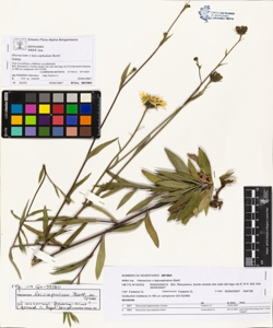 Hieracium x lejocephalum Bartl.