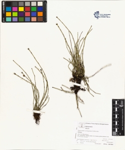 Equisetum variegatum Schleicher