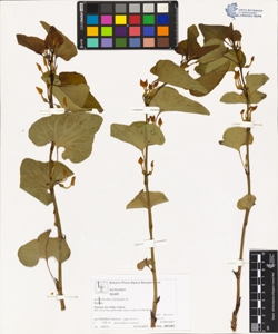 Aristolochia clematitis L.