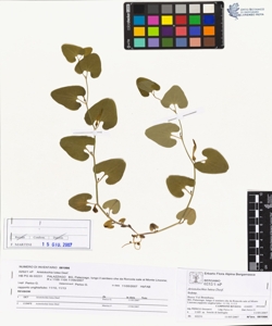 Aristolochia lutea Desf.