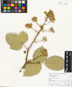 Rubus procerus P. J. M¿ller