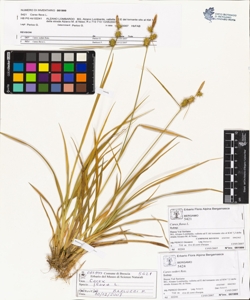 Carex flava L.