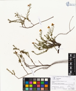 Fumana procumbens (Dunal) G. et G.