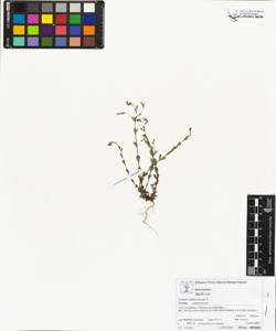 Linum catharticum L. subsp. catharticum