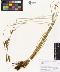 Carex paniculata L.