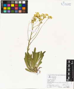 Biscutella laevigata L. subsp. laevigata