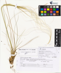 Stipa pennata L. s.s. emend. Steven subsp. eriocaulis (Borbas) Mart.et Ska