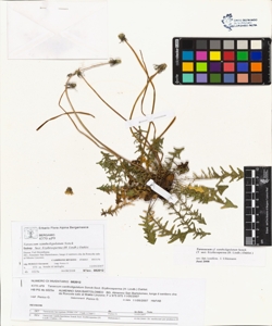 Taraxacum xantholigulatum Sonck.