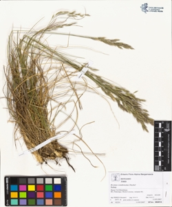 Bromus condensatus Hackel