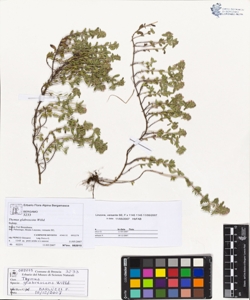 Thymus glabrescens Willd.
