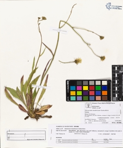 Hieracium insubricum Gottschlich