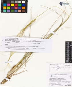 Stipa pennata L. s.s. emend. Steven subsp. eriocaulis (Borbas) Mart.et Ska