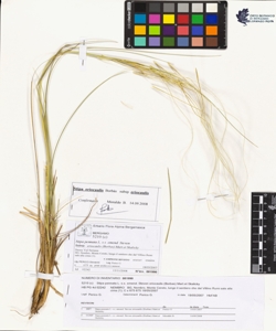 Stipa pennata L. s.s. emend. Steven subsp. eriocaulis (Borbas) Mart.et Ska