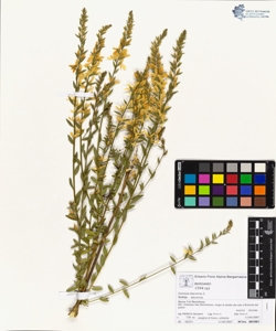 Genista tinctoria L subsp. tinctoria